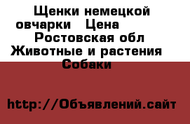 Щенки немецкой овчарки › Цена ­ 5 000 - Ростовская обл. Животные и растения » Собаки   